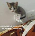 Прикрепленное изображение: Котенок на зарядке.jpg