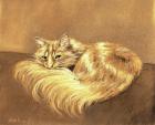 Прикрепленное изображение: longhair-orange-tabby-anastasiya-malakhova.jpg