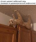 Прикрепленное изображение: котик-атлант.jpg
