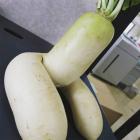 Прикрепленное изображение: 1593175574_redka-2.jpg