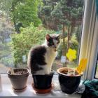 Прикрепленное изображение: Котик в цветочном горшке.jpg