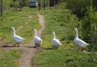 Прикрепленное изображение: Гуси через дорогу.jpg