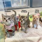 Прикрепленное изображение: photo_2021-06-04_09-41-00.jpg