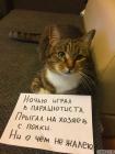 Прикрепленное изображение: Котик играл в парашютиста.jpg