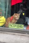 Прикрепленное изображение: котик на распродаже.jpg