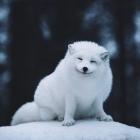 Прикрепленное изображение: Песец довольный.jpg