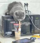 Прикрепленное изображение: Котик пьет кофе.jpg