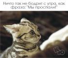Прикрепленное изображение: Котик проспал.jpg
