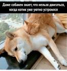 Прикрепленное изображение: Котик уютно устроился.jpg