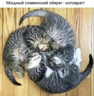 Прикрепленное изображение: Котоврат.png