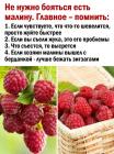 Прикрепленное изображение: Как есть малину.jpg