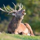 Прикрепленное изображение: images (1).jpeg