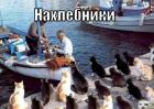 Прикрепленное изображение: Котики - нахлебники.jpg