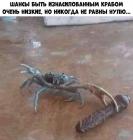 Прикрепленное изображение: Краб износ.jpg
