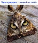 Прикрепленное изображение: Совиный мотелек.jpg