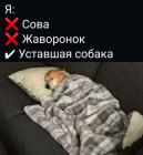 Прикрепленное изображение: Уставшая собака.jpg