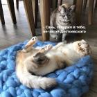 Прикрепленное изображение: Котик читал Достоевского.jpg