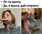 Прикрепленное изображение: Крыса откусывает.jpg