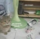 Прикрепленное изображение: Котикам поздно сбежать.jpg