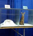 Прикрепленное изображение: image.jpeg