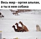 Прикрепленное изображение: Собака в оргии альпак.jpg