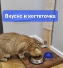 Прикрепленное изображение: Вкусно и когтеточка.jpg
