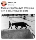 Прикрепленное изображение: Кот преследует мужчину.jpg