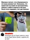 Прикрепленное изображение: Кот виноват.jpg