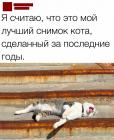 Прикрепленное изображение: лучший снимок кота.jpg