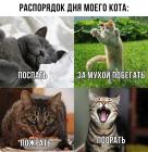 Прикрепленное изображение: Распорядок дня кота.jpg