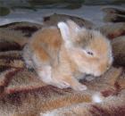 Прикрепленное изображение: 88b1322182e7.jpg