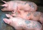 Прикрепленное изображение: 21-tatoo-pig-02.jpg
