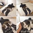 Прикрепленное изображение: Котик на одежде.jpg