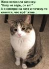 Прикрепленное изображение: Коту не верь.jpg