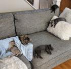 Прикрепленное изображение: Кошка с котятами.jpg