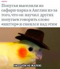 Прикрепленное изображение: Попугай научил других.jpg