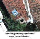 Прикрепленное изображение: Новый хозяин подушки.jpg