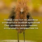 Прикрепленное изображение: Птица счастья.jpg