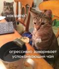 Прикрепленное изображение: Котик заваривает чай.jpg