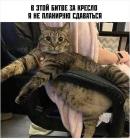 Прикрепленное изображение: котик не сдается.jpg