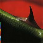 Прикрепленное изображение: Nusrat_Fateh_Ali_Khan___Michael_Brook___Night_Song.jpg