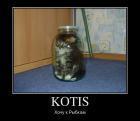 Прикрепленное изображение: 978375_kotis_demotivators_ru.jpg