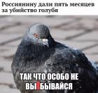 Прикрепленное изображение: Россиянину дали 5 месяцев за убийство голубя... так что особо не выёбывайся.jpg