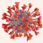 Прикрепленное изображение: SARS-CoV-2.gif