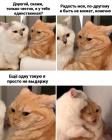 Прикрепленное изображение: Кошка у кота единственная.jpg