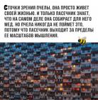 Прикрепленное изображение: Точка зрения пчелы.jpg