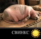 Прикрепленное изображение: Свинкс.jpg