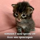 Прикрепленное изображение: Котенок в шоке.jpg