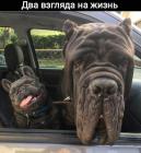 Прикрепленное изображение: Два взгляда на жизнь.jpg