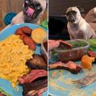 Прикрепленное изображение: Мопс за обедом.jpg